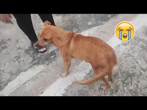 Essa cachorrinha foi pedir comida e olha o que aconteceu