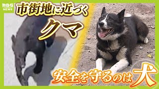 街に接近するクマの脅威「ここまで来たか」　一方、かつてクマ被害に悩むも今は『１４年連続で人身被害ゼロ』の場所...安全を支える秘策「ベアドッグ」とは？【ＭＢＳニュース特集】（2025年8月8日）