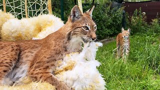 РЫСЕНОК ИЗЮМ ИСПУГАЛСЯ ОВЕЧЬЮ ШКУРУ / Очень опасные гибридные котята