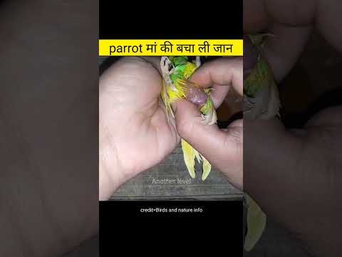 parrot मां की बचा ली जान | Amazing videos in hindi #shorts