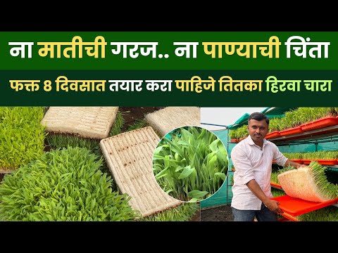 फक्त आठ दिवसात हिरवागार चारा तयार करण्याची सोपी पध्दत | आता ओल्या चाऱ्यांची चिंता मिटली | Hydroponic
