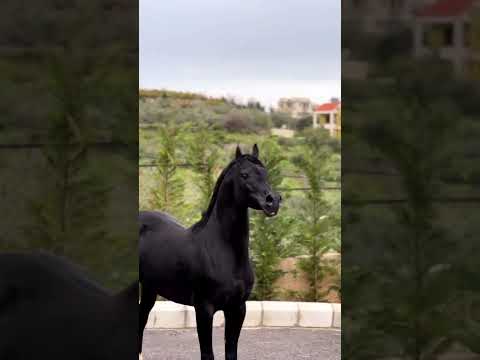 أجمل خيل أدهم في العالم