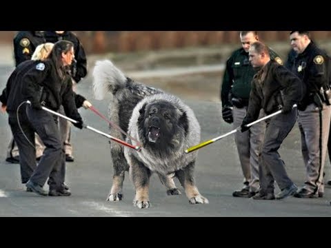 These 10 Dogs Are The Most Dangerous