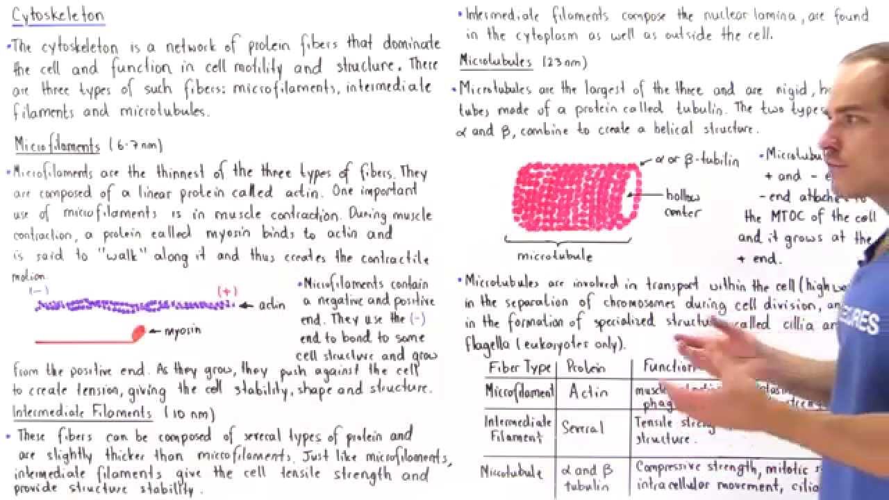 Microfilaments, Intermediate Filaments and Microtubules