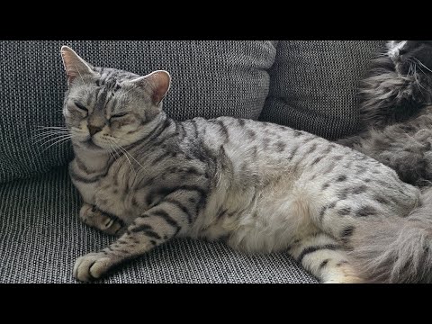 Cosmo musste zum Tierarzt