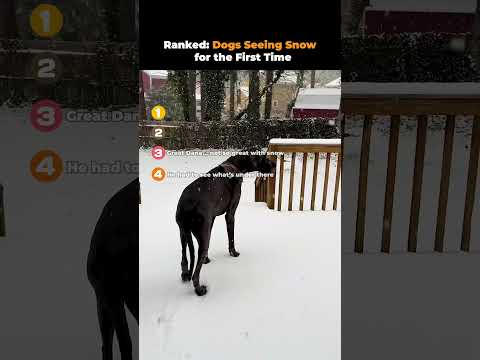 Ranked- Dogs Seeing Snow for the First Time 🤣❄️ | Funniest Winter Dog Moments 2025