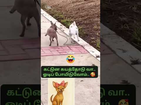 ஓடி போயிடுவோம் 🤣#dog #dogfunny