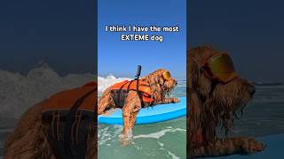 I think I have the most EXTREME dog… #goldendoodle #adventuredog #dogdad