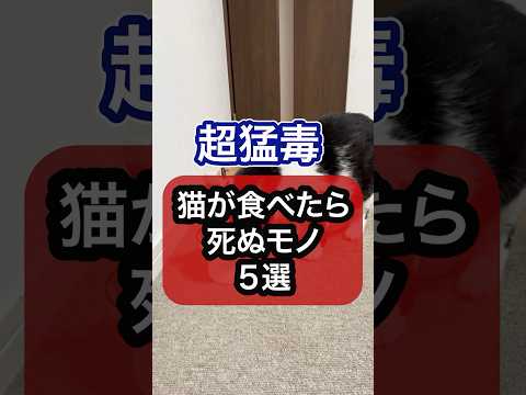 超猛毒！猫が食べたら死ぬモノを獣医師が解説 #猫のいる暮らし #ねこ #猫 #保護猫 #キャットフード