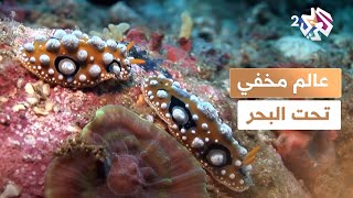 وثائقي l رغم أنه يبدو ككومة تراب منقوعة بالماء.. شاهد الأعاجيب الموجودة في القاع العميق للبحر