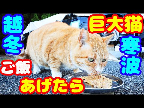 越冬 寒波がきて寒い日にたくさんの猫たちにご飯をあげたら・・・ 地域猫ボランティア急逝後に火事エリア さくらねこたちへの給餌