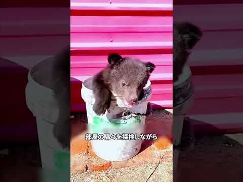 迷子になった子熊を育てる