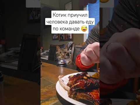 Котик приучил человека давать еду по команде 😅 #cat #тренды #юмор #смешно #смешныеживотные #прикол