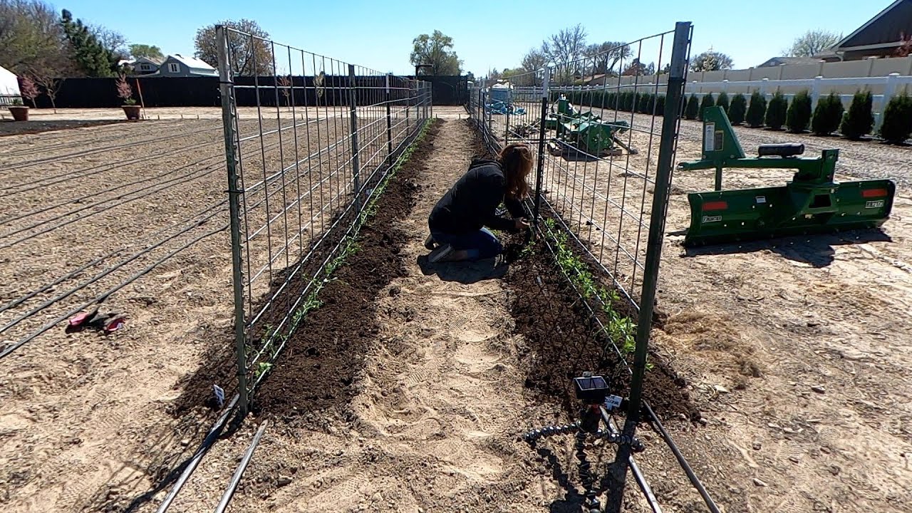 Planting Sweet Peas & Fertilizing the Lawn!