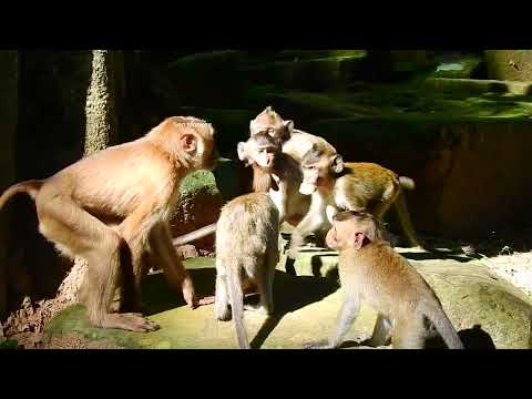 Lovely monkey group in jungle, very adorable tiny moneys