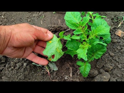 Окучил картофель/ сняли пчёл/ сад,огород, хозяйство/
