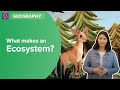 Ecosystem Components and Interactions