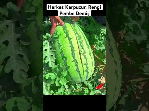 Karpuzun Rengi Nedir