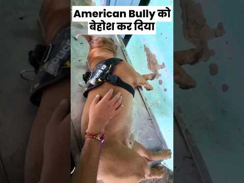 American Bully को बेहोश कर दिया 😲|| Mini Vlog #shorts #dog #minivlog #americanbull #vlog