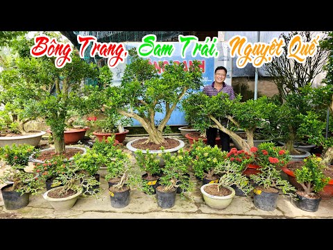 Công Danh 3/11 chào bán cây kiểng - Sam Trái, Nguyệt Quế, Bông Trang bonsai #0965188838