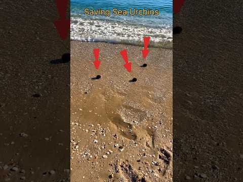 Saving our underwater friends - 3 sea urchins #shorts