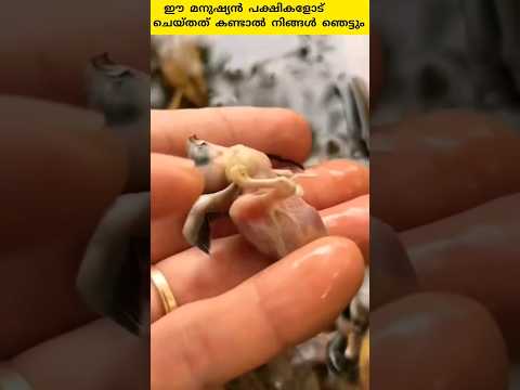 ഈ മനുഷ്യൻ പക്ഷികളോട് ചെയ്തത് കണ്ടാൽ നിങ്ങൾ ഞെട്ടും. അവസാനം വരെ കാണുക.#shorts #trending #facts #viral