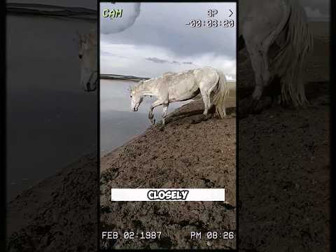Watch This Majestic White Horse Dive Headfirst into the River! #shorts #short