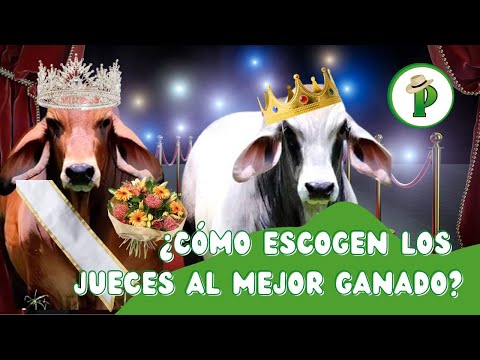 ¿Cómo Escogen los Jueces al Mejor Ganado?