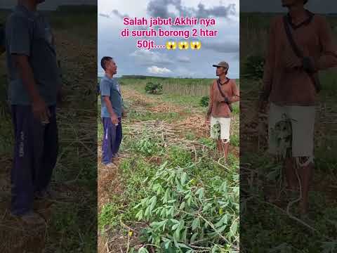 SALAH CABUT SINGKONG
