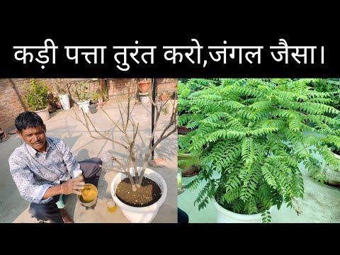 How to fast grow curry leaves plant ☘️ curry patta