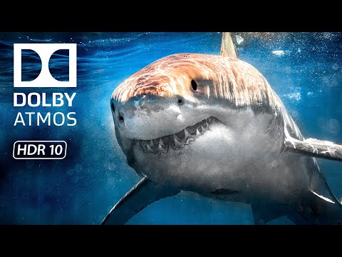 Ocean Marvels HDR 8K 60fps Video - 4K Video ULTRA HD Dolby Vision (8K / 4K TV)