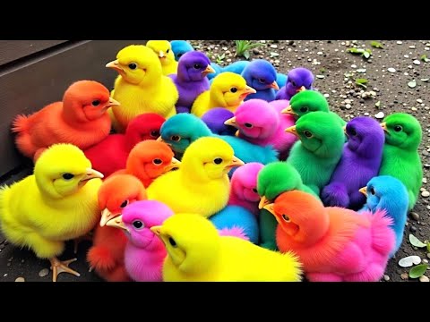 Ayam Lucu, ayam warna warni, ayam rainbow, kelinci lucu, bebek lucu, ikan koi, Hewan Lucu 01