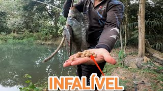 A ISCA PERFEITA QUE NINGUÉM TEM CONTA PARA PESCAR!