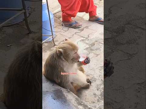 बंदर और इंसान के प्रति अनोखा प्रेम ✌️ #monkey #shorts