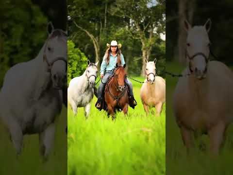 Importancia del Caballo Cuarto de Milla en el Agro Brasileño