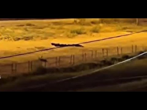 Cryptic Sighting in Mexico, People Are Calling It Permatrago