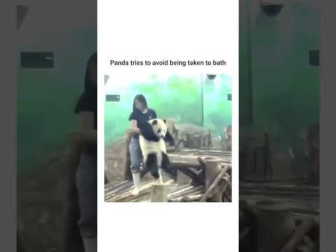 Playful panda tries to avoid bath time 😂