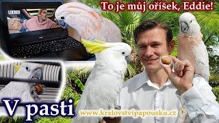 781 - To je můj oříšek - pracovní verze upoutávky k filmu V pasti (zde bez hudby, bez dabingu)