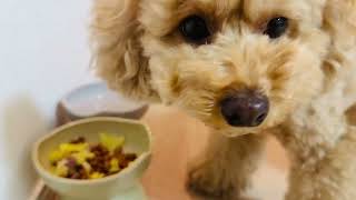 【ぼんちゃんねる】ハツとカルビとキャベツの夕食をいただくぼんちゃん