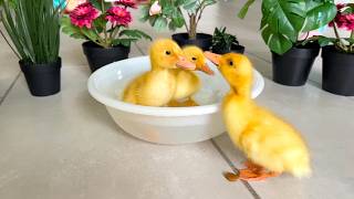 🐥🐶🐱 Dog and cat meet ducklings! ❤️