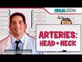 Cerebral and Systemic Circulation Concepts