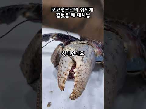 코코넛크랩의 집게에 손가락이 집혔을 때 대처법 #코코넛크랩 #coconutcrab #ヤシガニ