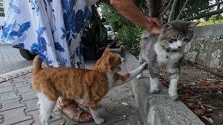 Clementine the cat didn't like the other cat coming to us