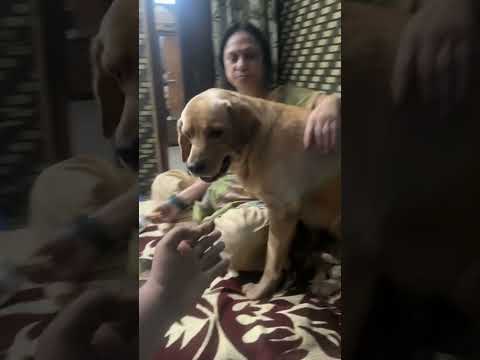 Even dangerous pets are pookie in front of mom #labradorretreiver #spcawestchester #happybarkday