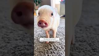 This tiny piglet fell off a truck and then was rescued by a kind man