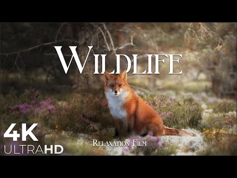Wildlife Animals From Around The World, bath with Relaxing Music - 4k Video HD Ultra