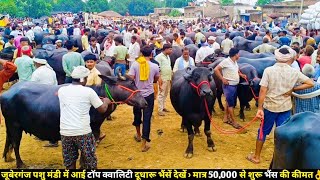 जूबेरगंज पशु मंडी में आई टॉप क्वालिटी दूधारू भैंसें देखें - मात्र 50,000 से शुरू भैंस की कीमत👌Arjun