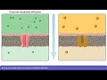 Membrane Transport Mechanisms