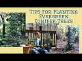 Planting and Caring for Conifers