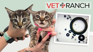 Fell or Tossed from a Truck? Luckiest Kittens EVER!
